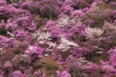 2014京都・桜14（西明寺・ミツバツツジ山桜共艶）