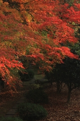 晩秋紅葉・京都家庭裁判所庭園④（調停室の窓越しより）