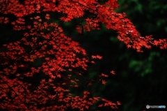 2015紅葉（みたらい渓谷4・真紅）