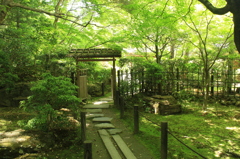 青もみじ(天授庵4)