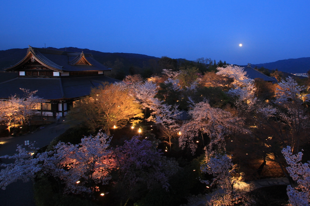 2018桜紀行（青蓮院　青龍殿）