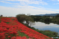 2018彼岸花（津屋川堤防3）