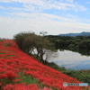 2018彼岸花（津屋川堤防3）