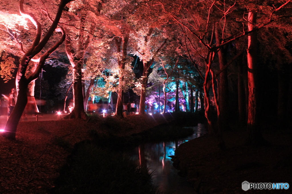 糺の森の光の祭5（瀬見の小川）