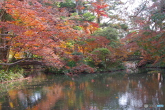 過ぎゆく秋（2020京都紅葉）