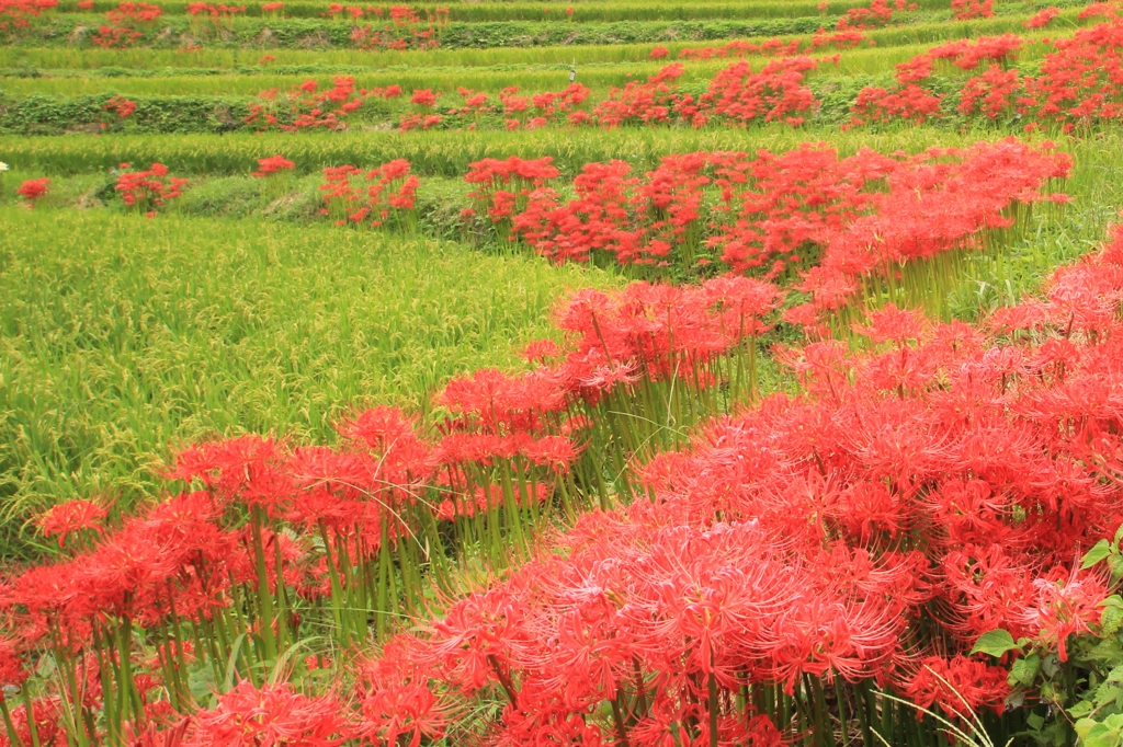 秋の花1・曼珠沙華（稲渕の棚田）