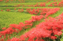 秋の花1・曼珠沙華（稲渕の棚田）