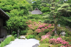 金福寺のサツキ1