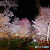 百花繚乱・府立植物園7（’22京さくら）