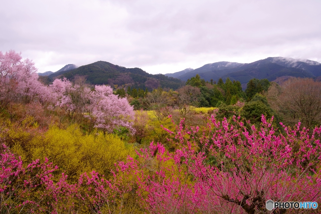 2020年の春（桃・山茱萸・桜 西吉野）