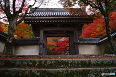 2018紅葉　滋賀県とある寺にて1