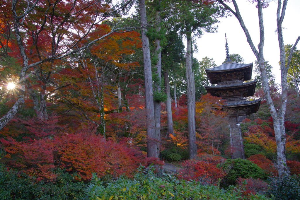 2021紅葉めぐり(湖南三山 常楽寺)