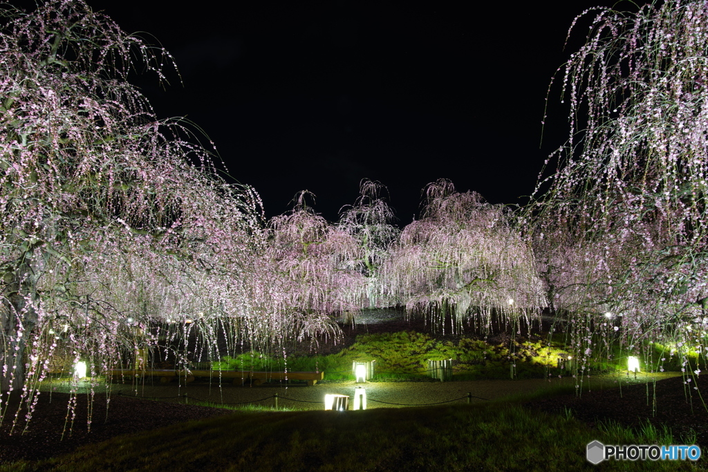2019春・梅（鈴鹿の森庭園・ライトアップ3）
