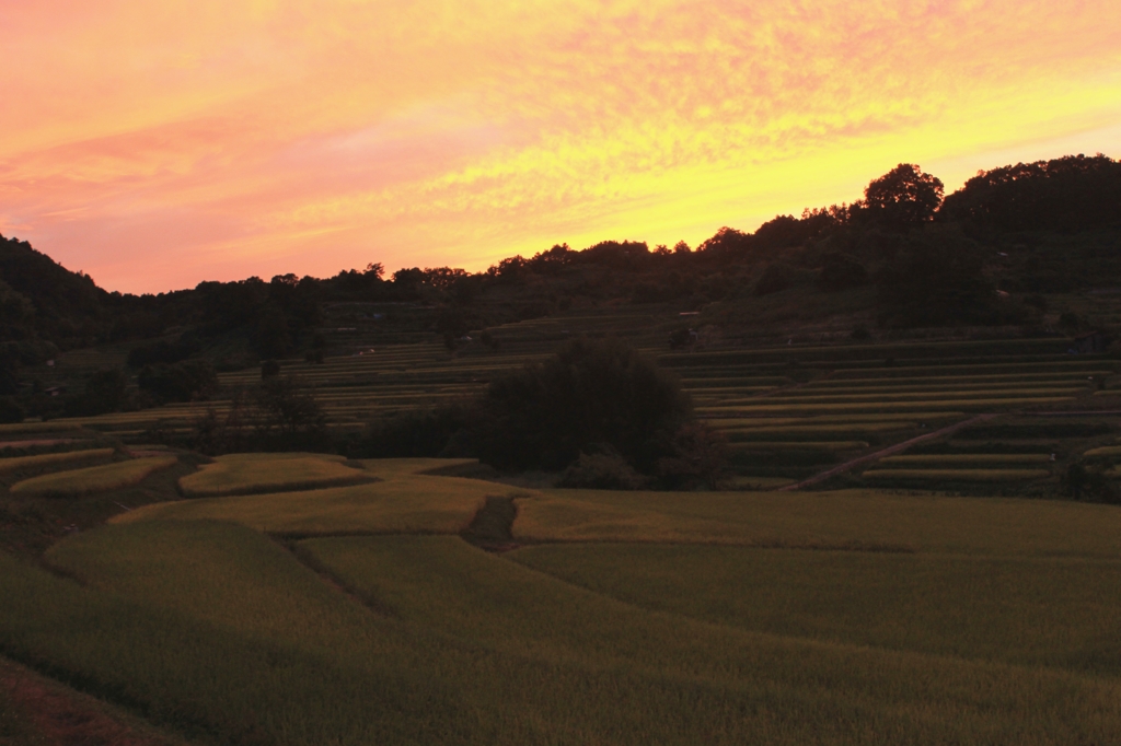 稲渕・棚田（2014アゲイン　夕景1）
