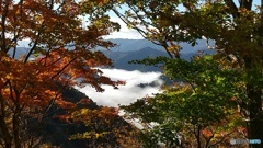 小入谷の雲海（Sea of Cloud and Autumn LeavesⅡ)