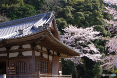 桜舞い1（’22さくら紀行 三井寺3・微妙寺）
