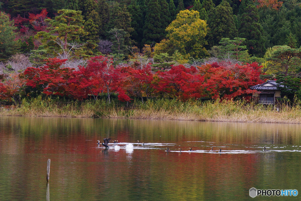 着水（2020京都紅葉）