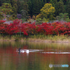 着水（2020京都紅葉）