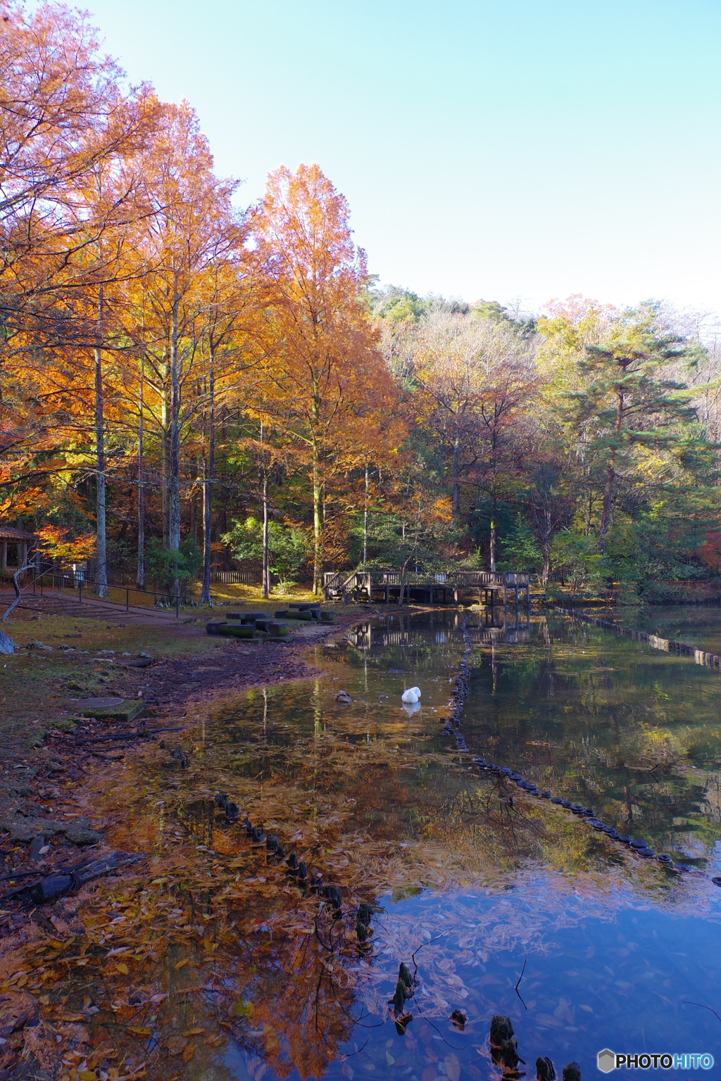 2021京の紅葉(宝ヶ池)