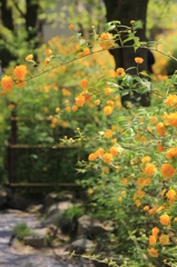 春景色（松尾大社・山吹②）