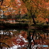 2016秋景色3（紅葉　圓光寺2）　