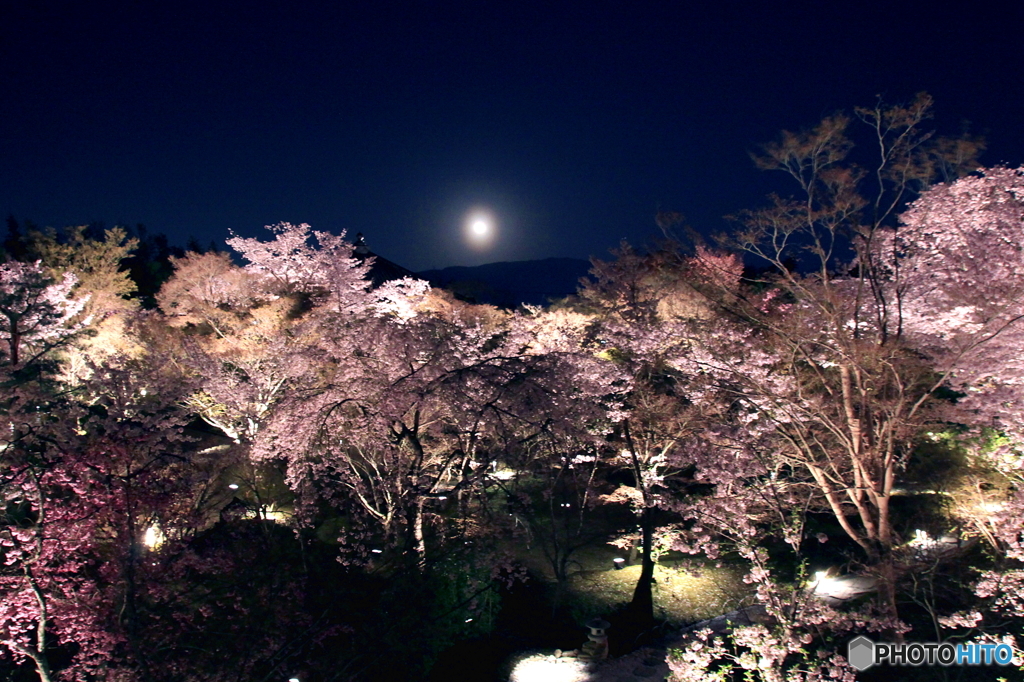 2017桜紀行（青蓮院青龍殿）