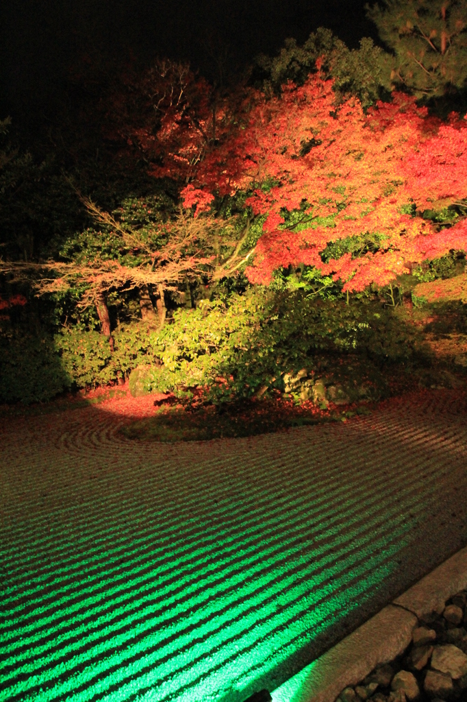 紅葉・圓徳院（ライトアップ南庭）