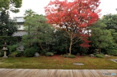 2015紅葉(本法寺)