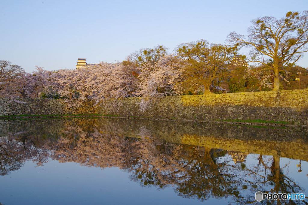 国宝・彦根城の桜2（’22さくら紀行）