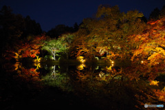 2021京の紅葉（京都府立植物園ライトアップ2）