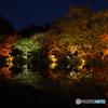 2021京の紅葉（京都府立植物園ライトアップ2）