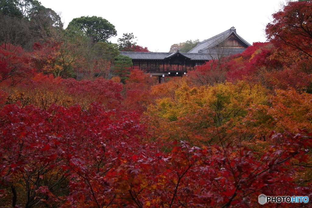 2018紅葉（東福寺・臥雲橋より通天橋を望む）
