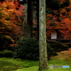 2016秋景色5（紅葉　大原　三千院）