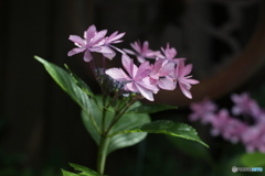 2018紫陽花1（山アジサイ）　