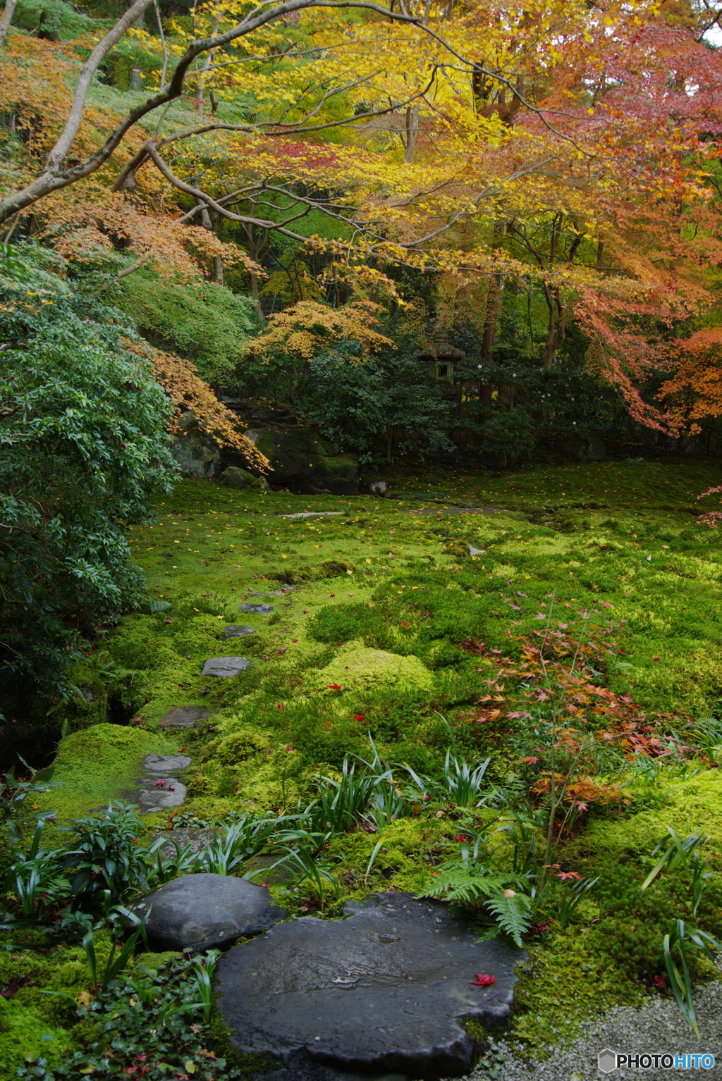 瑠璃光院の紅葉2（moss & colored leaves）