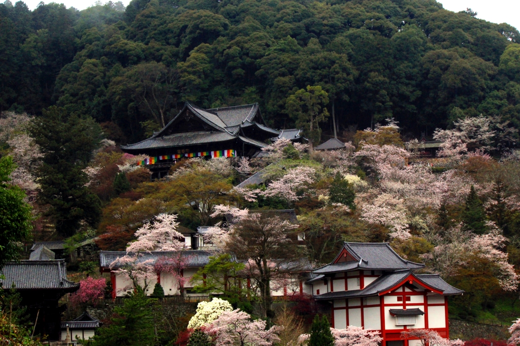 2015・桜めぐり⑩（長谷寺・桜伽藍）