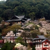 2015・桜めぐり⑩（長谷寺・桜伽藍）