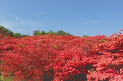 つつじ2(葛城山)