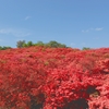 つつじ2(葛城山)