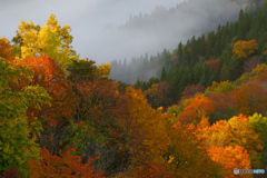 小入谷の雲海（Autumn Leaves)