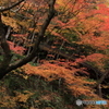 2017秋紅葉（永観堂1)