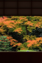 紅葉・雲龍院6（大輪の間より中庭庭園2）