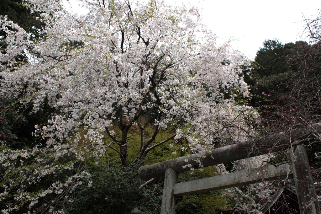 2014京都・桜　8（東山の某神社）