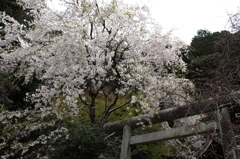 2014京都・桜 8(東山の某神社)