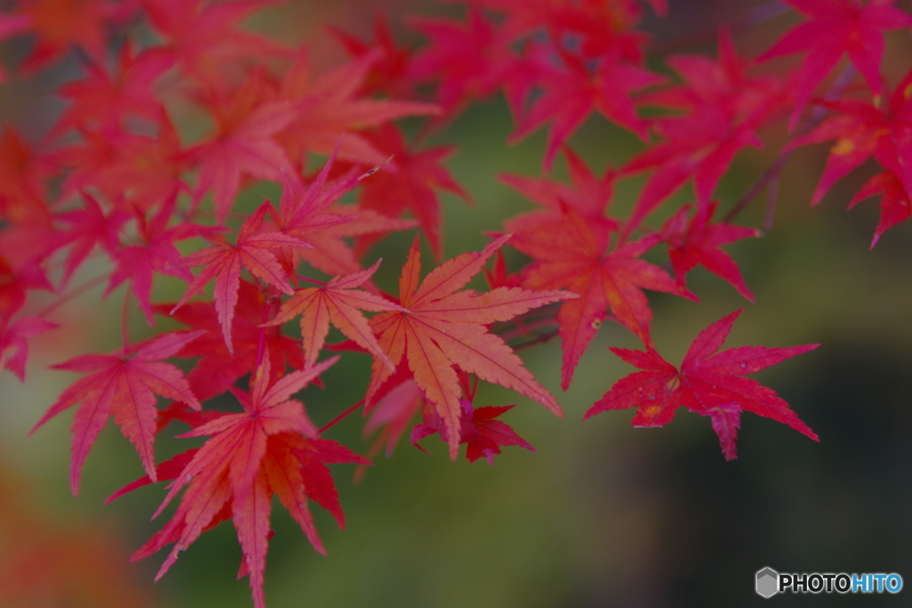 2021京の紅葉（神護寺2）
