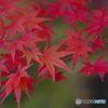 2021京の紅葉（神護寺2）