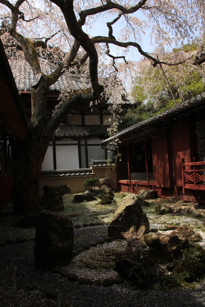 2018桜紀行（十輪寺　なりひら桜）