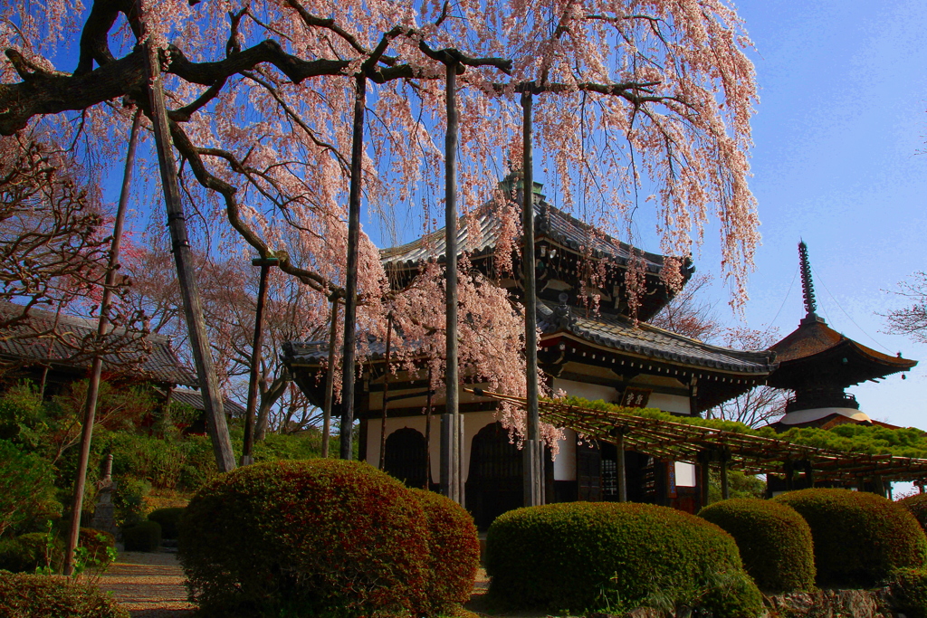 2018桜紀行（善峯寺　桂昌院しだれ桜）