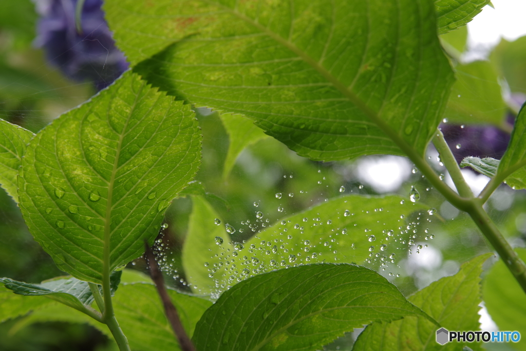雨上がりの紫陽花3