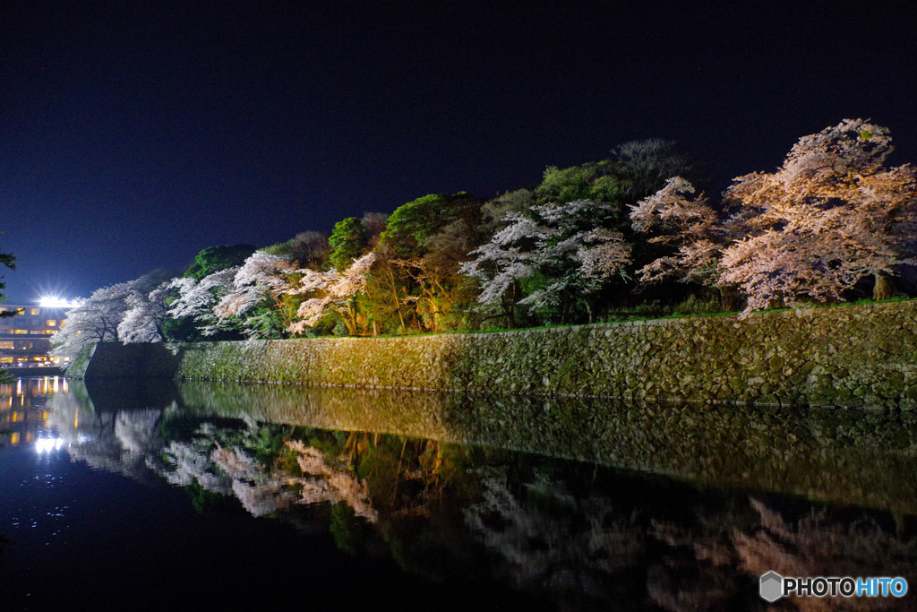 国宝・彦根城の桜8（’22さくら紀行）